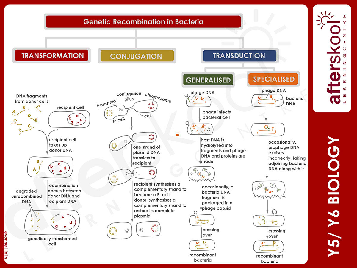 Afterskool H2 Genetic Recombination In Bacteria Summary Guide Learndonline 